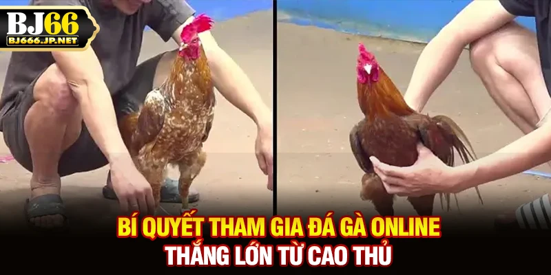Bí quyết tham gia đá gà online thắng lớn từ cao thủ