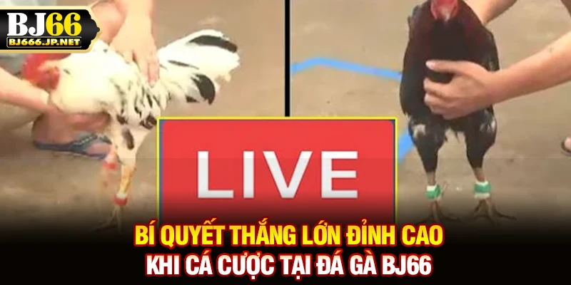 Bí quyết thắng lớn đỉnh cao khi cá cược tại đá gà BJ66