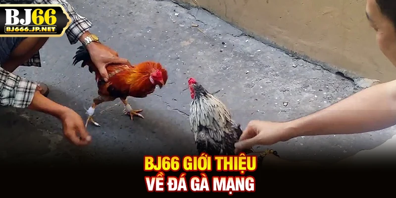 BJ66 giới thiệu về đá gà mạng