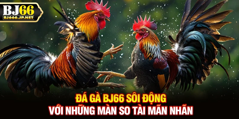 Đá gà BJ66 sôi động với những màn so tài mãn nhãn