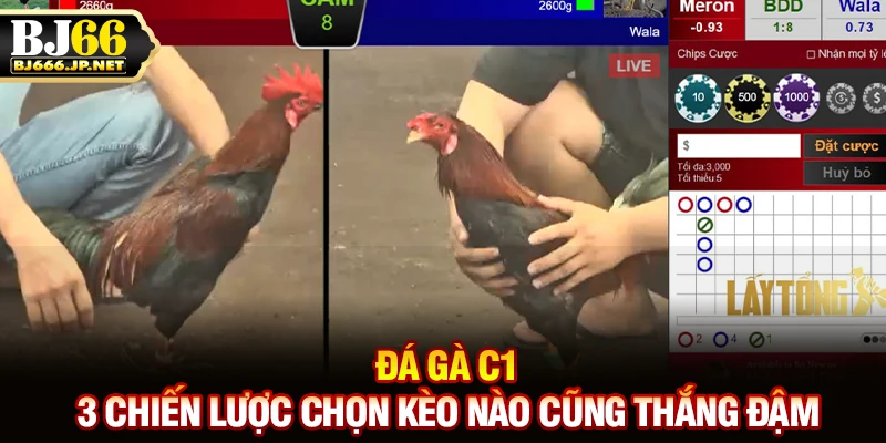 Đá Gà C1 - 3 Chiến Lược Chọn Kèo Nào Cũng Thắng Đậm