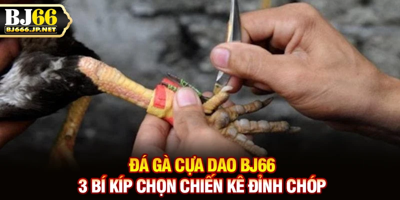 Đá Gà Cựa Dao BJ66 - 3 Bí Kíp Chọn Chiến Kê Đỉnh Chóp