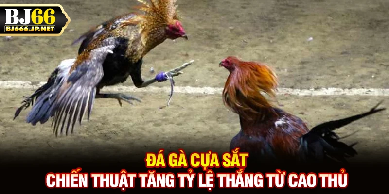 Đá gà cựa sắt - Chiến thuật tăng tỷ lệ thắng từ cao thủ