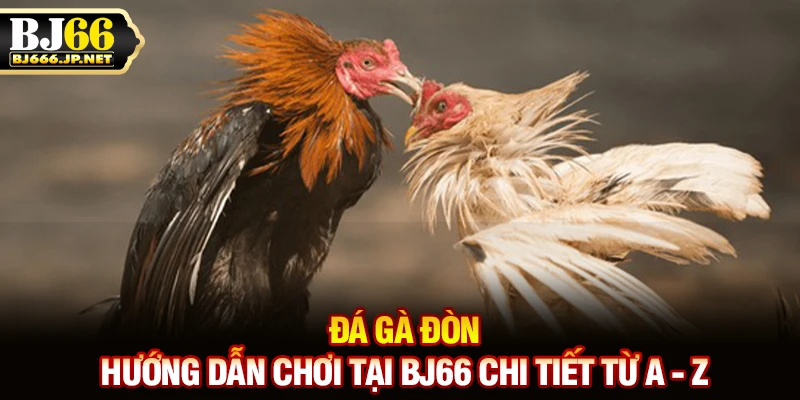 Đá Gà Đòn - Hướng Dẫn Chơi Tại BJ66 Chi Tiết Từ A - Z