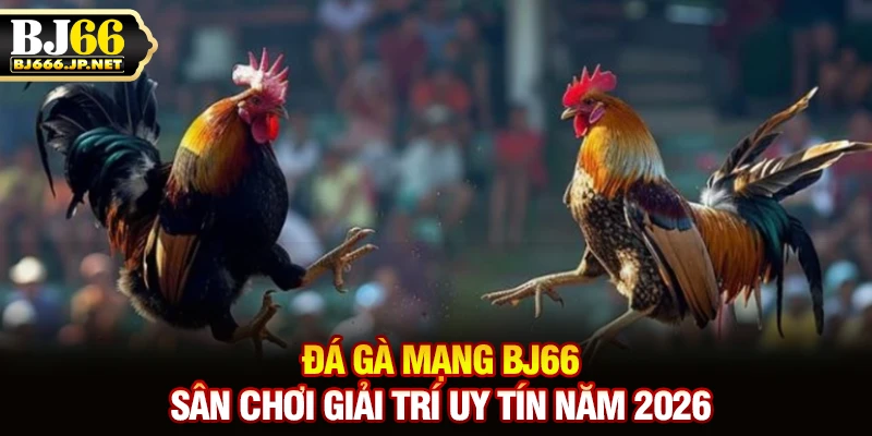 Đá gà mạng BJ66 - Sân chơi giải trí uy tín năm 2026