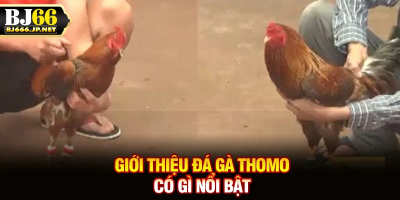 Giới thiệu đá gà Thomo có gì nổi bật