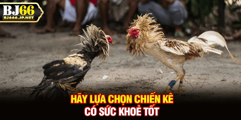 Hãy lựa chọn chiến kê có sức khoẻ tốt