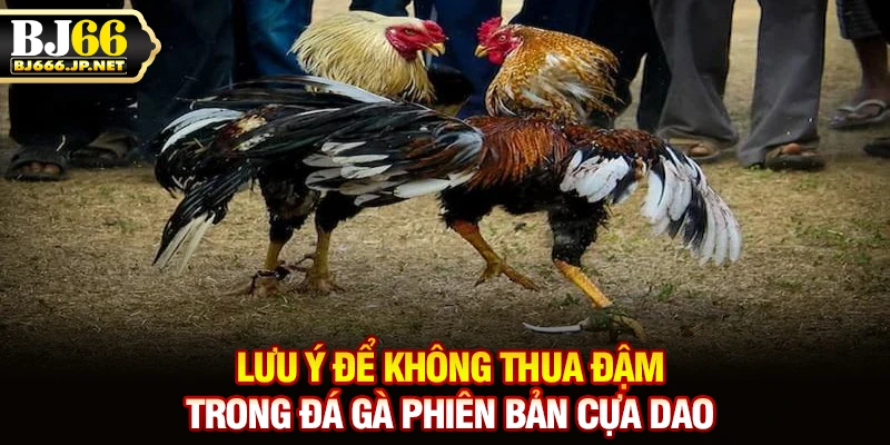 Lưu ý  để không thua đậm trong đá gà phiên bản cựa dao