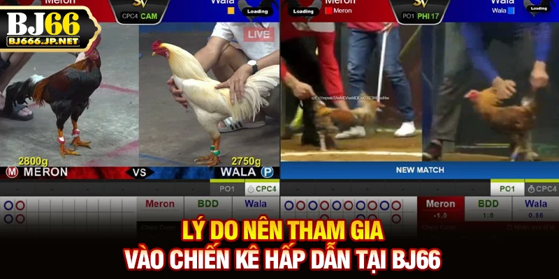 Lý do nên tham gia vào chiến kê hấp dẫn tại BJ66