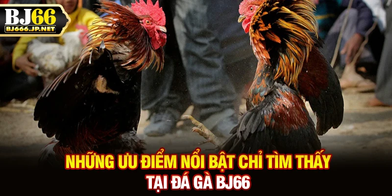 Những ưu điểm nổi bật chỉ tìm thấy tại đá gà BJ66