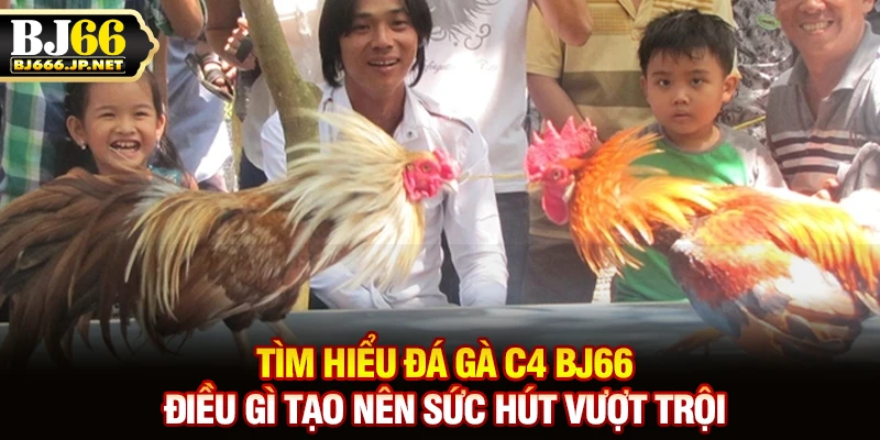 Tìm hiểu đá gà C4 BJ66 điều gì tạo nên sức hút vượt trội
