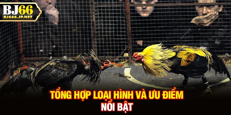 Tổng hợp loại hình và ưu điểm nổi bật