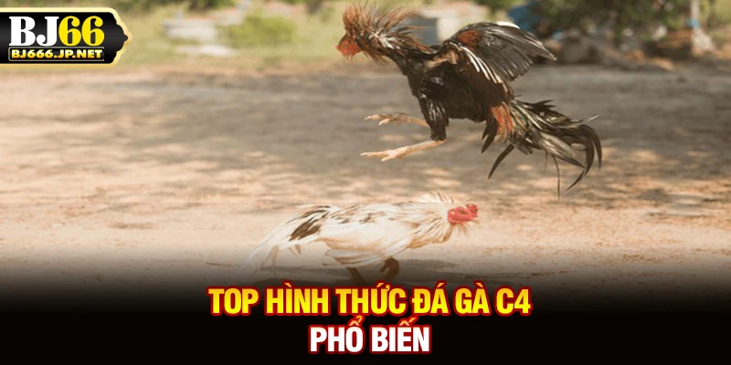 Top hình thức đá gà C4 phổ biến